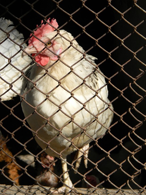 这个辉煌的 这个辉煌的