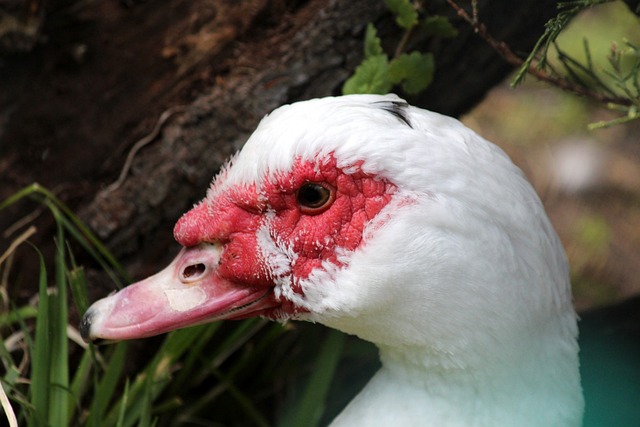 亮的明星 亮的明星