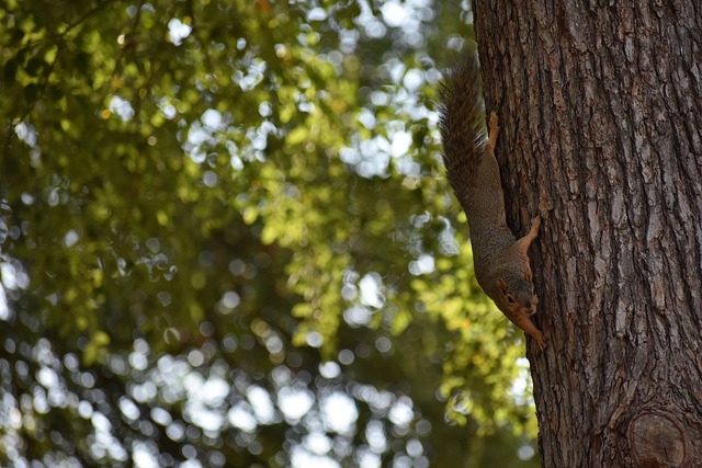到扬科维奇 到扬科维奇